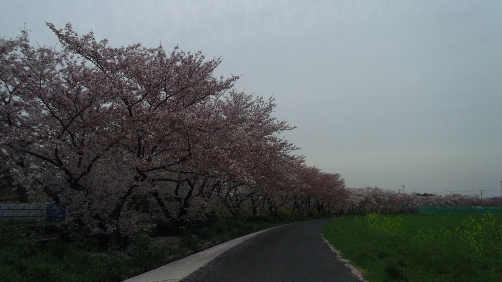 2016/04/10_見沼代用水の桜と菜の花