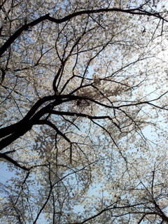 2019/04/06_氷川児童公園の桜