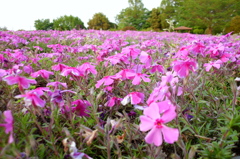 2015/04/25_花の丘農林公苑の芝桜