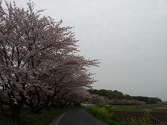 2016/04/10_見沼代用水の桜と菜の花