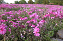 2015/04/25_花の丘農林公苑の芝桜