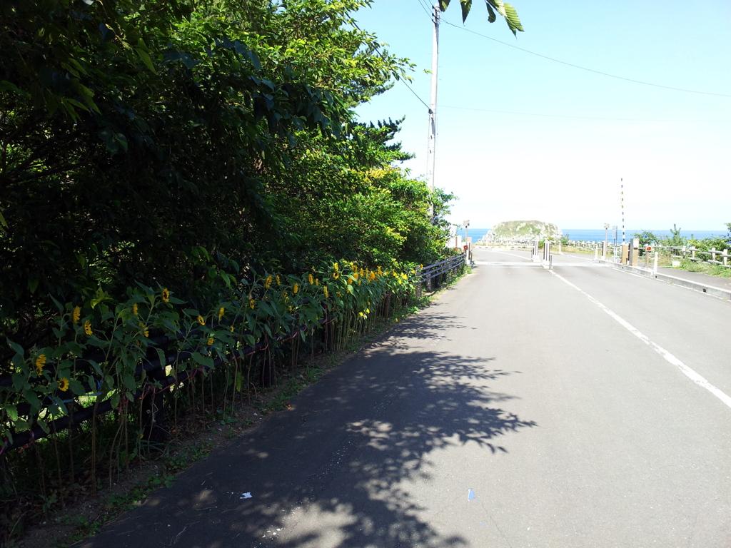 2018/09/14_向日葵とゲートのある道