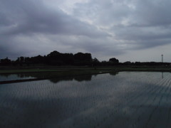 2017/05/27_水田の曇天