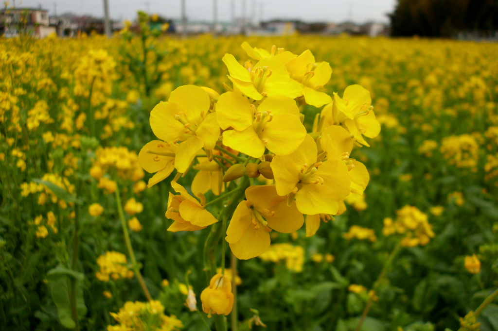 2015/03/29_菜の花