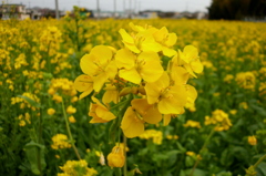 2015/03/29_菜の花