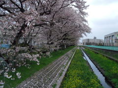 2017/04/09_芝川の桜と菜の花