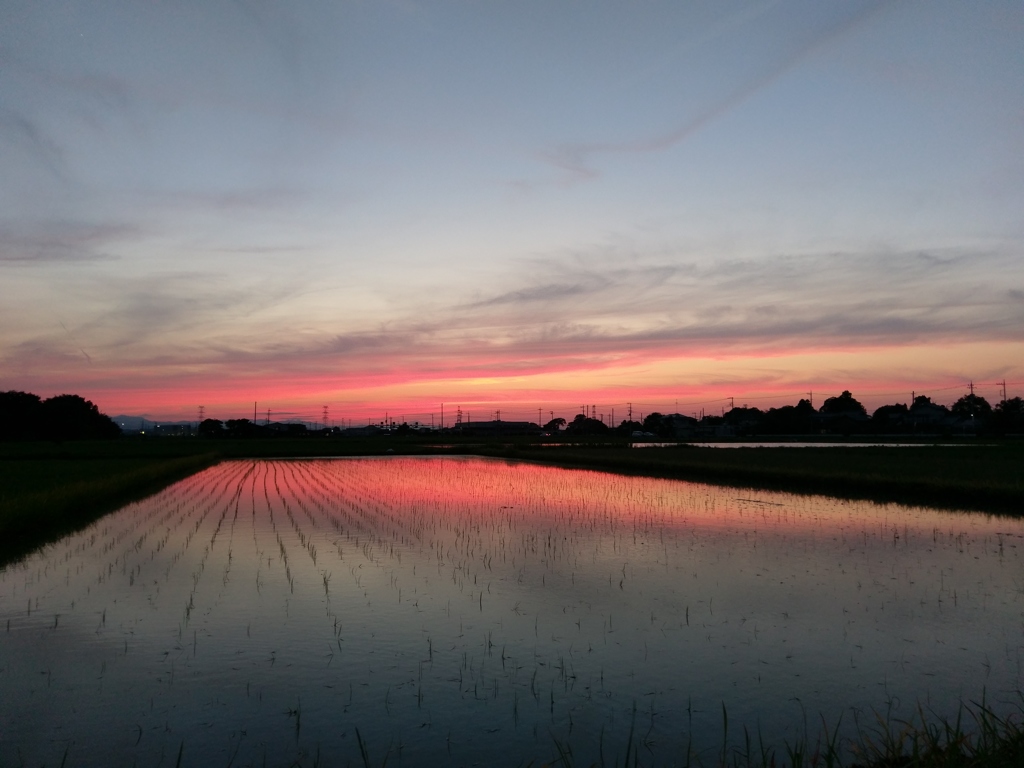 2018/06/24_水田の夕暮れ