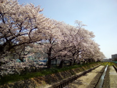 2019/04/06_芝川の桜