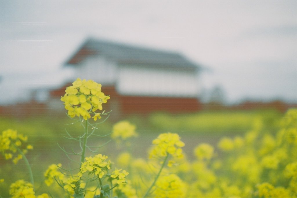 2016/04/03_菜の花畑