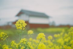 2016/04/03_菜の花畑