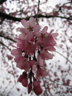 2017/04/01_上平公園の花