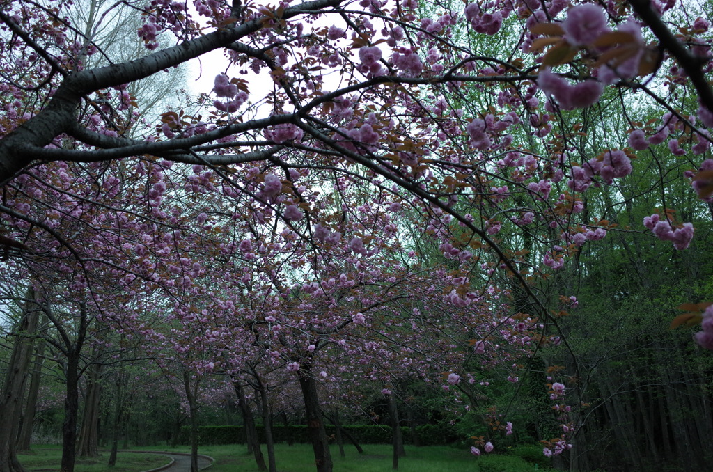 2015/04/12_伊奈町制施行記念公園の八重桜