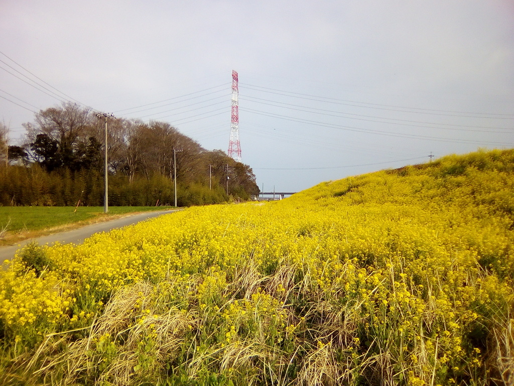 2019/04/07_荒川土手の菜の花