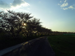 2017/04/15_夕暮れ桜