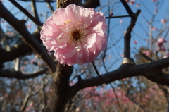 2016/03/20_農林公園の梅（楊貴妃）