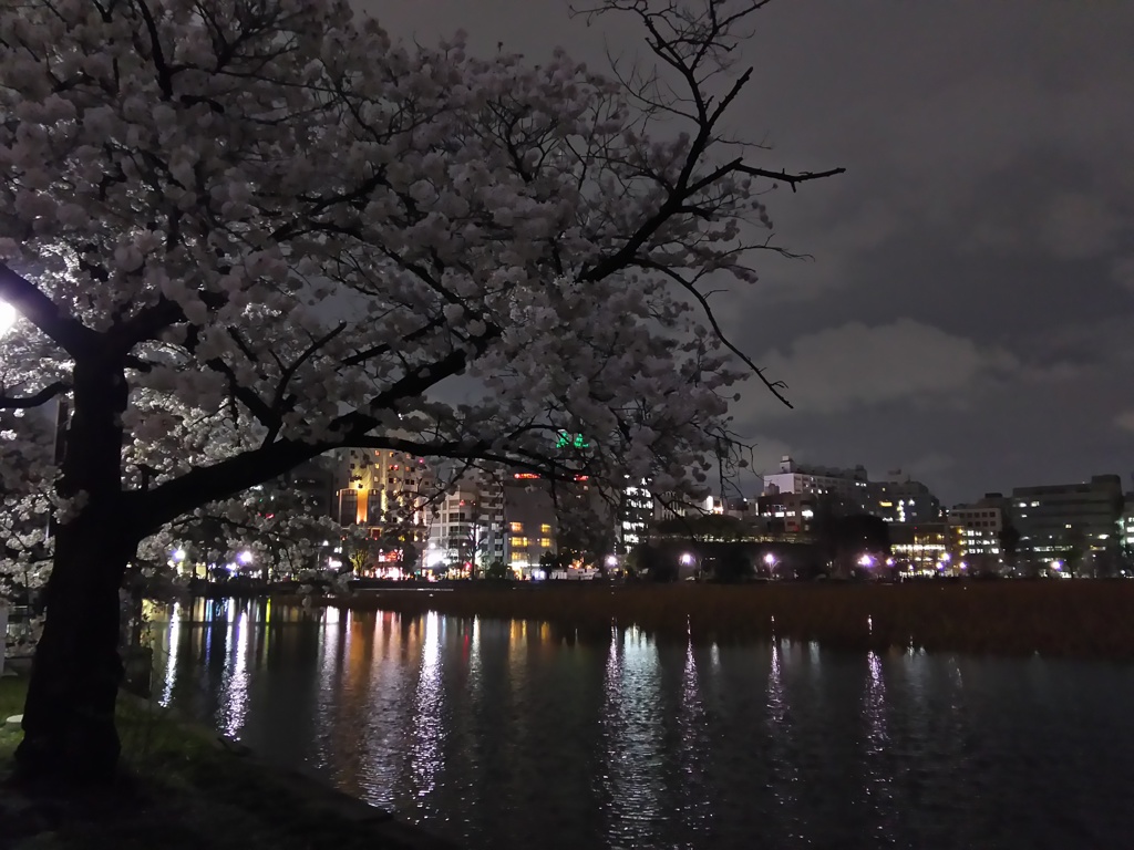 2017/04/06_夜の上野公園