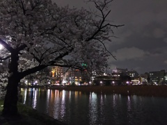 2017/04/06_夜の上野公園