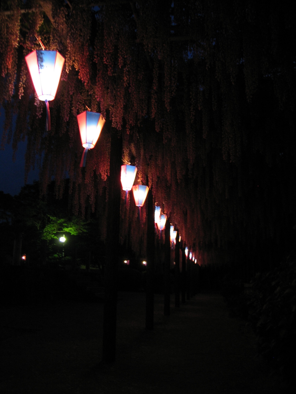 2016/05/07_玉敷公園の夜藤