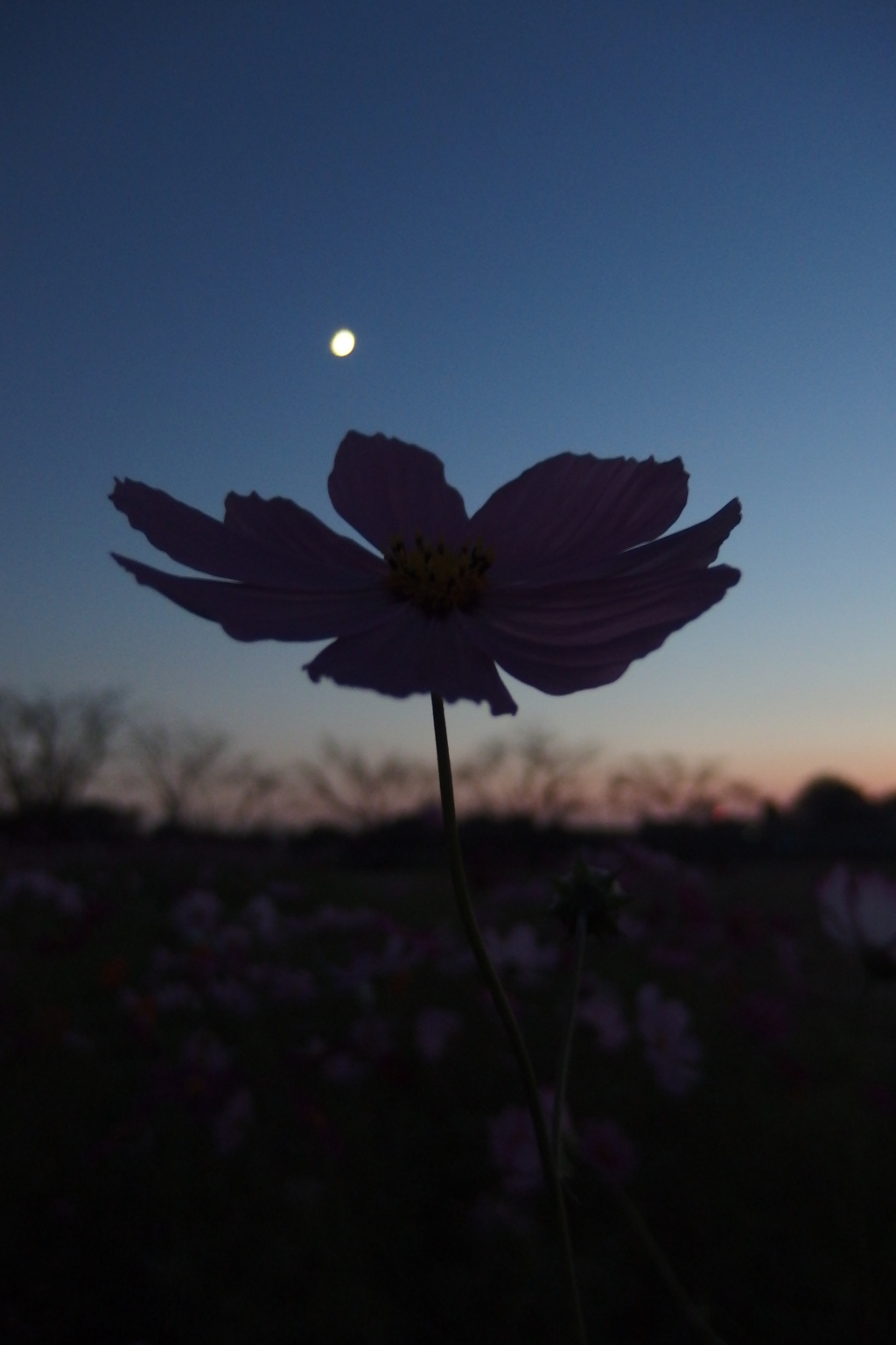2015/10/18_蓮田駒崎の夕暮れコスモス