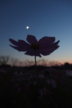 2015/10/18_蓮田駒崎の夕暮れコスモス