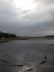 2017/05/27_水田の曇天