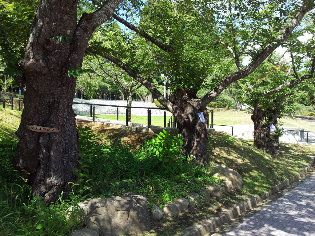 2018/09/14_水源地公園の桜（?）