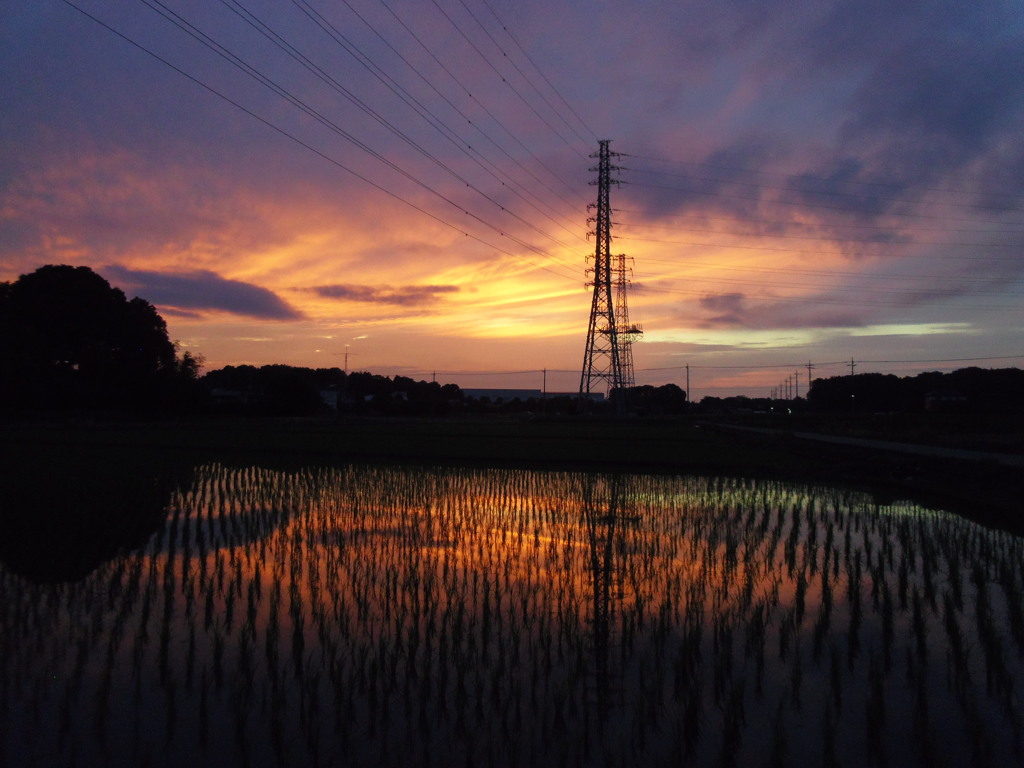 2017/06/25_水田の夕暮れ