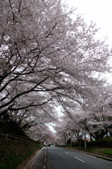2015/04/04_無線山の桜