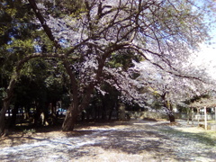 2019/04/06_氷川児童公園の桜