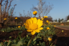 2016/03/19_花の丘農林公苑のムルチコーレ