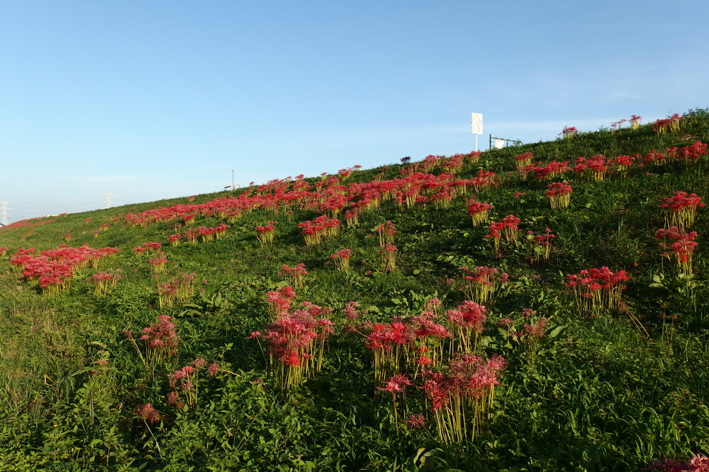 2015/09/22_彼岸花
