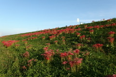 2015/09/22_彼岸花