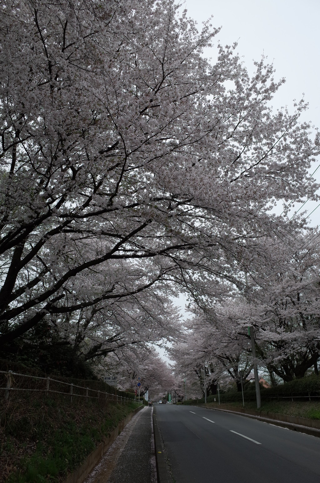 2015/04/04_無線山の桜