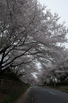 2015/04/04_無線山の桜