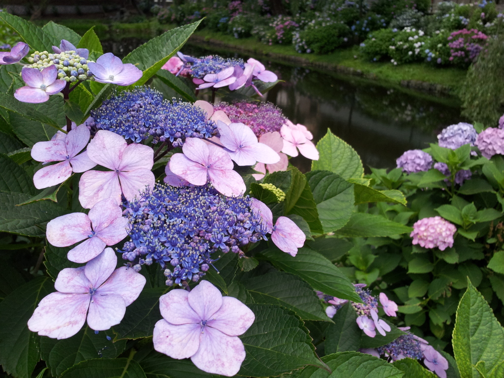 2016/07/16_盛岡城跡公園（岩手公園）鶴ケ池の紫陽花