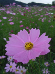 2016/09/10_巾着田のコスモス