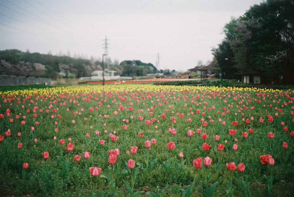 2016/04/09_花の丘農林公苑のチューリップ