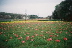 2016/04/09_花の丘農林公苑のチューリップ