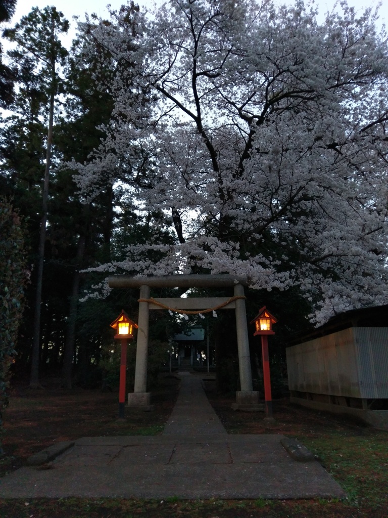 2019/03/31_伊奈崇霊社の夕暮れ桜