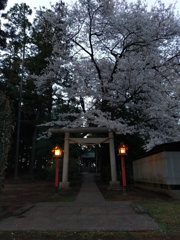 2019/03/31_伊奈崇霊社の夕暮れ桜