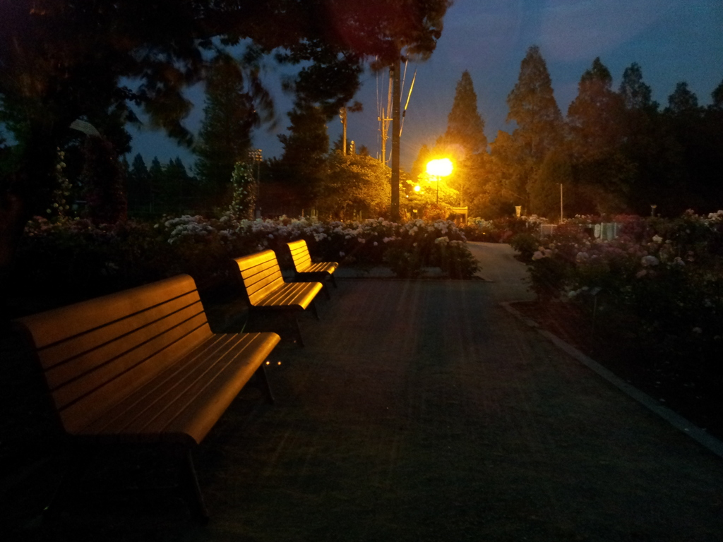 2016/05/29_夜の伊奈バラ園