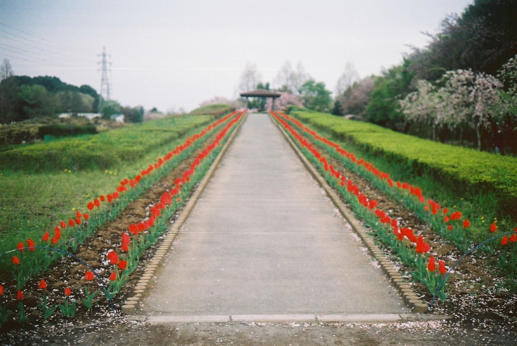 2016/04/09_花の丘農林公苑のチューリップ