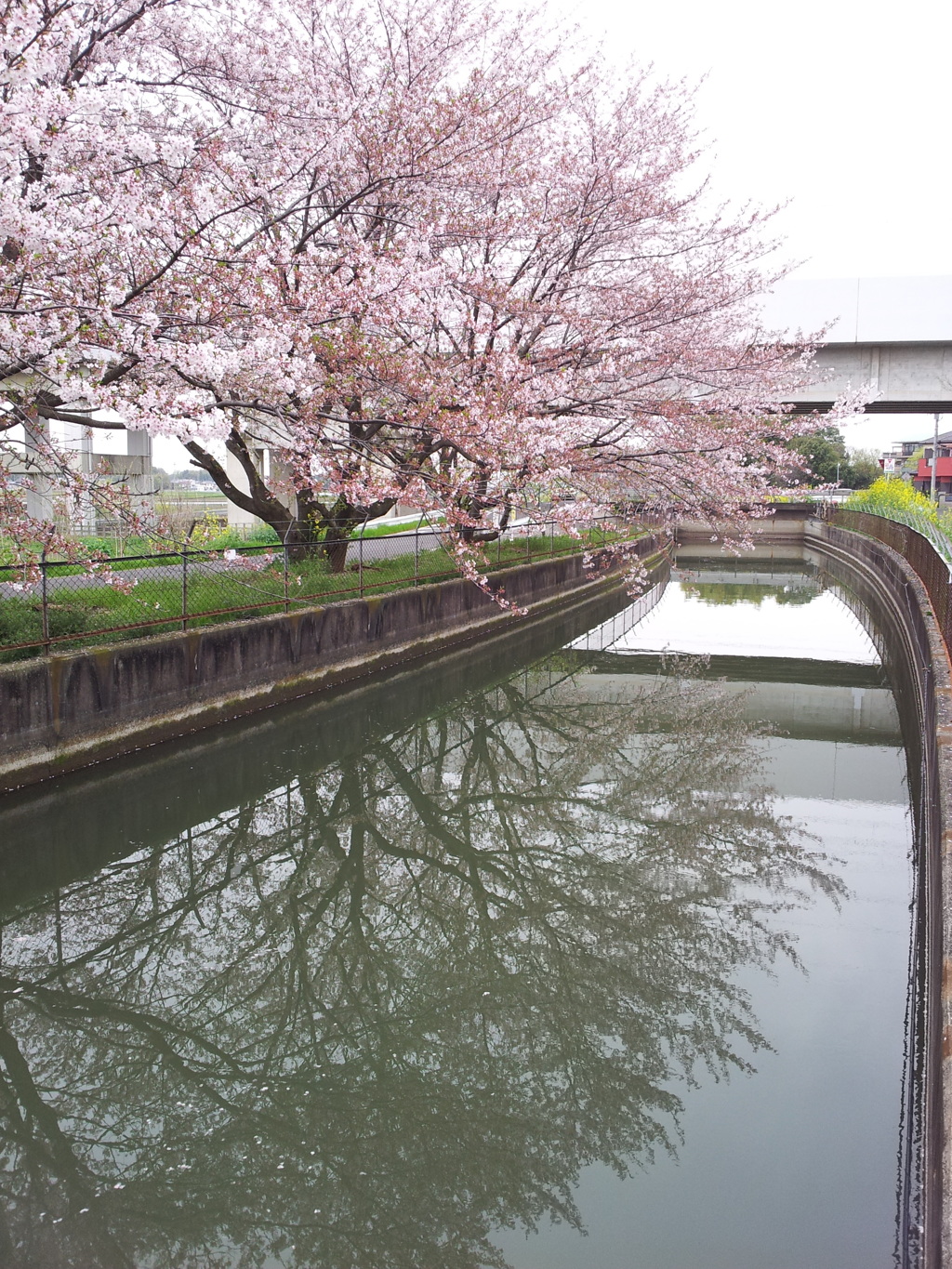 2016/04/10_見沼代用水の桜（と菜の花）