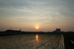 2015/07/12_水田の夕暮れ
