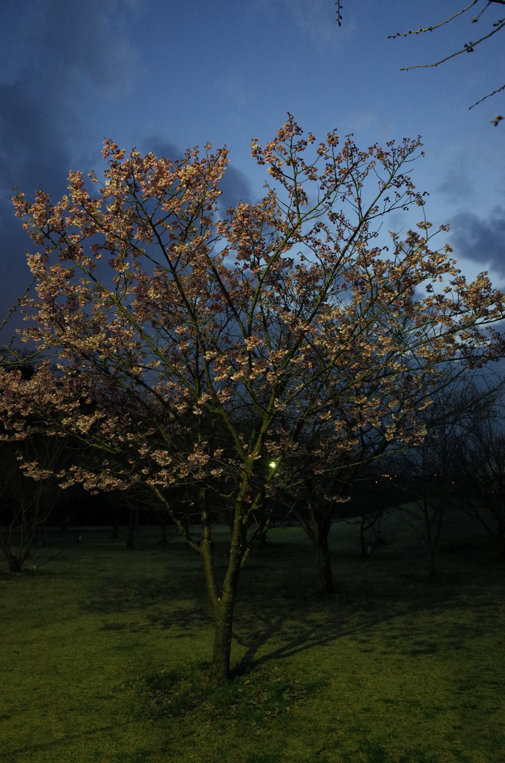 2016/03/26_高尾さくら公園の夕暮れ桜（陽光）