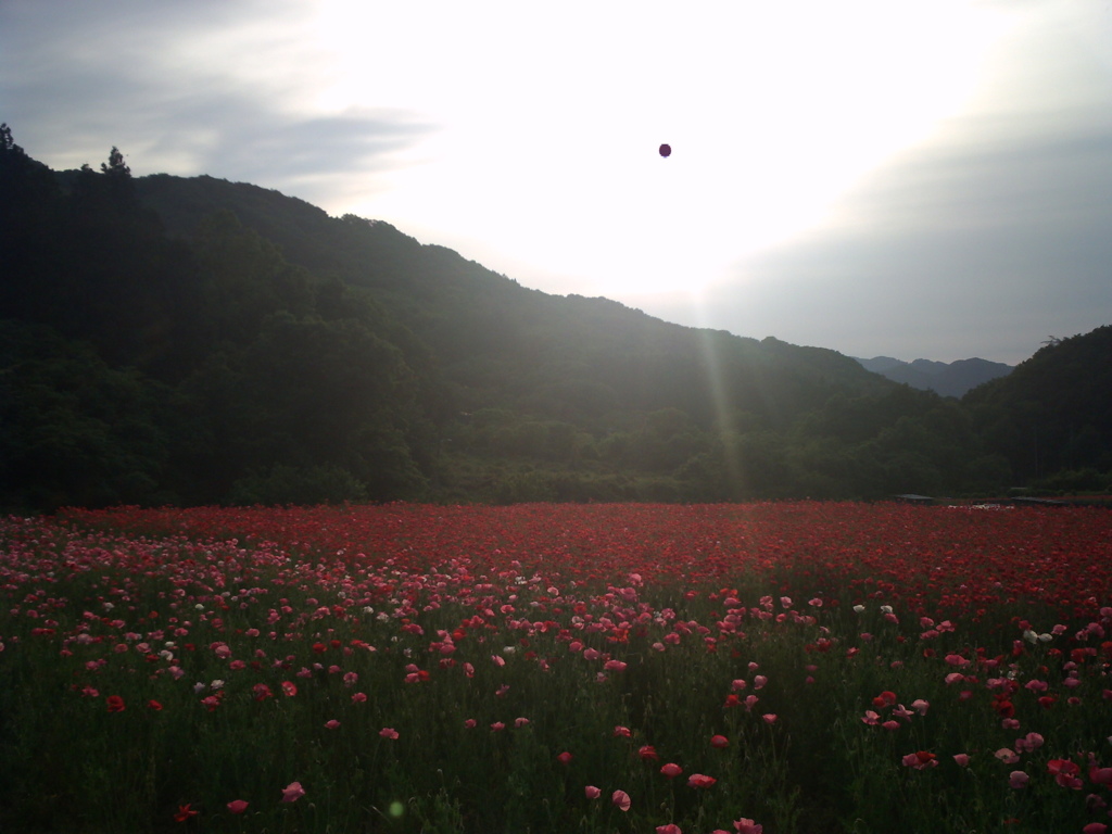 2015/05/23_ポピー畑