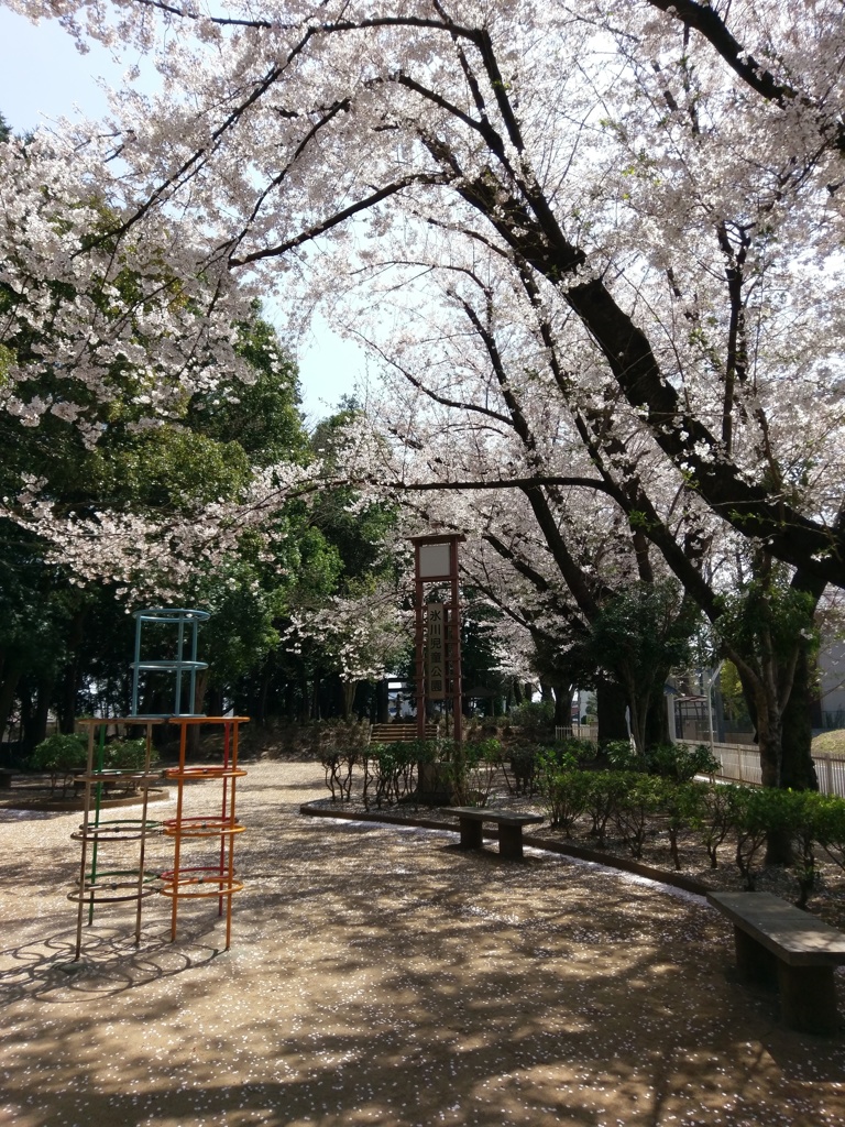 2019/04/06_氷川児童公園の桜