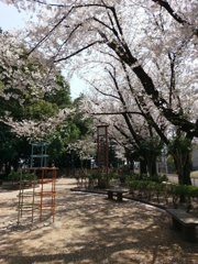 2019/04/06_氷川児童公園の桜