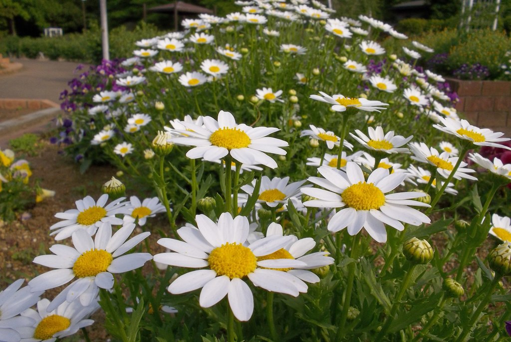 2015/04/29_伊奈バラ園のマーガレット