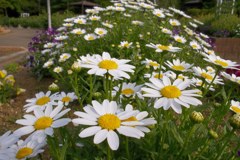 2015/04/29_伊奈バラ園のマーガレット